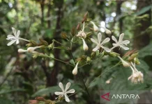 The Discovery of 'Clerodendrum ismaili' in Mt Semeru Recognized Internationally