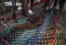Indonesia Combats Wildfire Surge While Escalating Wildlife Rescue Operations