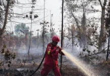 Indonesia Intensifies Wildlife Protection as Fire Hotspots Surge