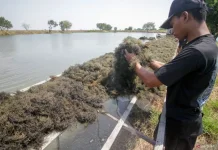 BRIN Maps Seaweed Value Chain to Boost High-Value Processing