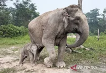 Ganesha Named for Male Calf Elephant Born at Riau’s Tesso Nilo National Park