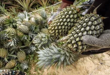 Unsoed Boosts Riau Economy via Zero-Waste Pineapple Tech