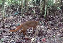 Borneo Bay Cat Redocumented, Kayan Mentarang Strengthens Wildlife Monitoring