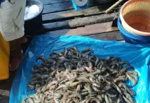 Indonesia's Shrimp Export Value Rises to USD 1.86 Billion in 2025