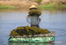 BRIN Maps Seaweed Value Chain for High-Value Innovation