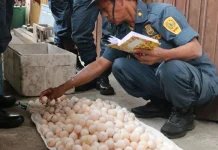 Indonesia Dismantles Wildlife Trafficking Network in Central Papua