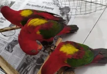 BKSDA Maluku to Release 58 Rescued Fauna in North Maluku