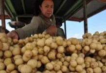 West Kalimantan Fruit Exports to Malaysia Surge Through Border Trade