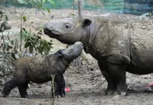 Way Kambas Sanctuary Announces Two Pregnant Sumatran Rhinos