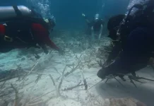 Coral Transplantation and Hatchling Release Highlight Wakatobi Wave 2026