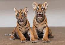 Sumatran Tiger Cubs in Texas Highlight Indonesia-US Conservation Partnership