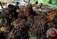 Indonesia-EU CEPA Set for EU Ratification in October