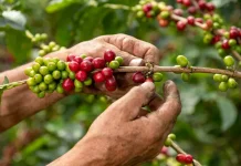 Indonesia Boosts Coffee, Tea and Cocoa Exports at TEI 2026