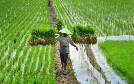 Minister Targets 101,000 Hectares of New Rice Fields - RRI.co.id