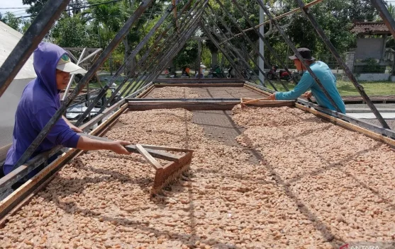 Indonesia Raises Cocoa Reference Price Amid El Niño Concerns