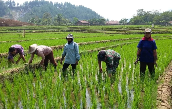 Indonesia’s Rice Production Rises 38.56 Percent in Early 2026 - RRI.co.id