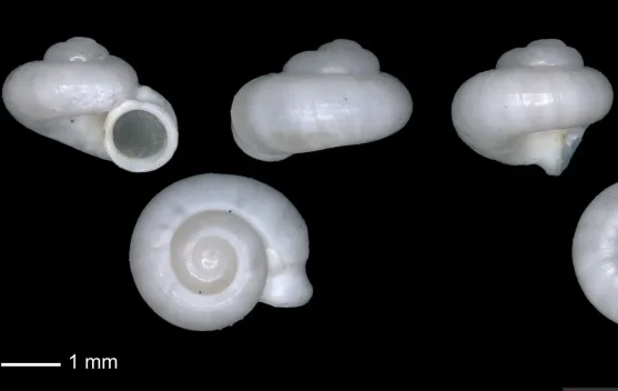 New Endemic Snail Species Discovered in South Sumatra Karst Region ...