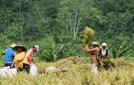 BRIN Develops Decentralized AI to Secure Indonesia's Food