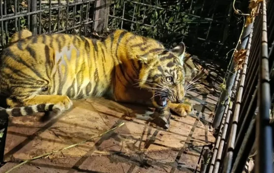 Rescued Sumatran Tiger Cub Undergoes Rehabilitation Following Capture in Pelala
