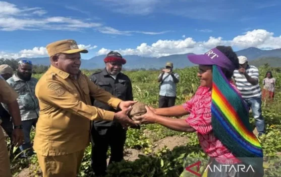 Jayawijaya Promotes Local Food Sovereignty Through Sweet Potatoes