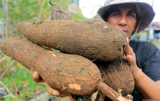 Indonesia Accelerates Agricultural-Based Bioenergy to Reduce Fossil Fuel Depend