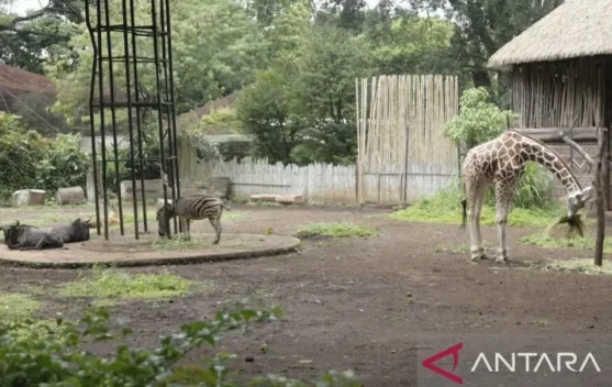 Bandung Zoo Remains Closed During Upcoming Eid al-Fitr Holiday