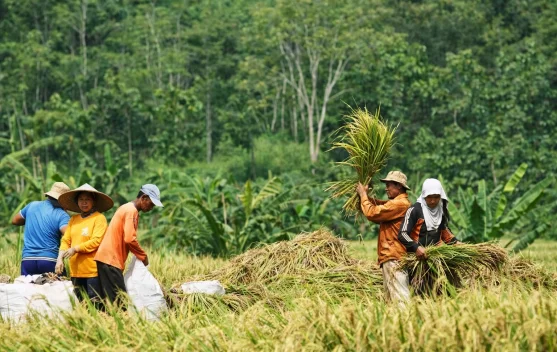 Indonesia Strengthens Food Security with Main Rice Harvest - RRI.co.id