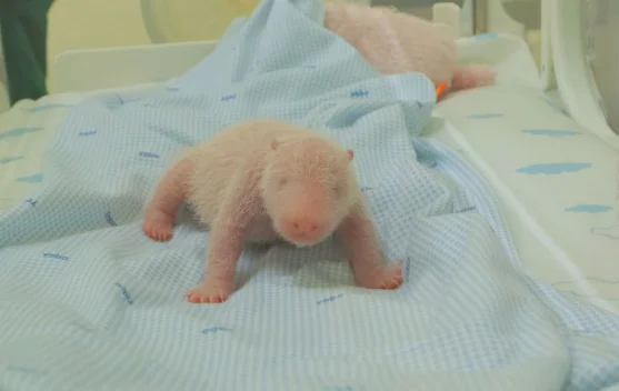 Panda Birth Strengthens Indonesia-China Conservation Partnership - RRI ...