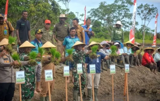 Nabire Regency Cultivates Biofortified Rice to Combat Stunting - RRI.co.id