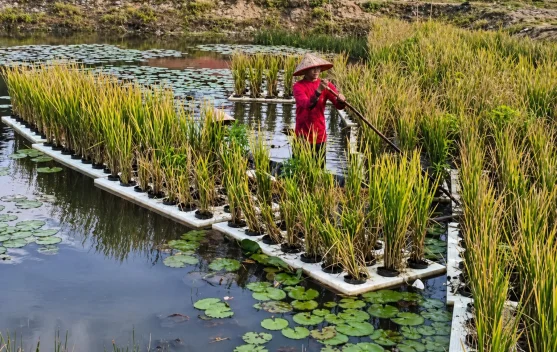 BRMP Rawa Unveils Floating Rice Technology for Swampy Landscapes - RRI ...