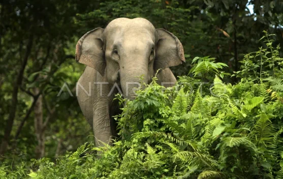 Government Issues Presidential Instruction to Save Endangered Elephants ...