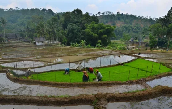 BRIN Shifts Rural Focus from Physical Infrastructure to Human Capacity