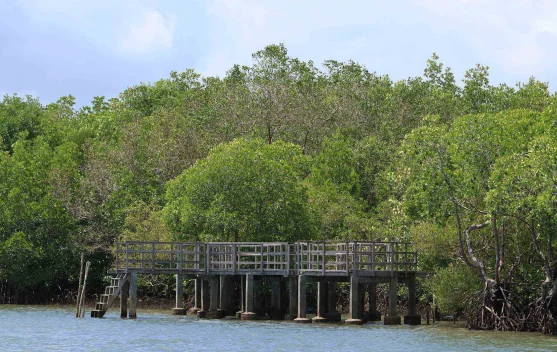 Indonesia Strengthens Carbon Trading Framework for Climate Action