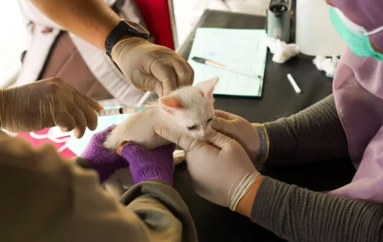 Riau Aims to Vaccinate 22,000 Animals Against Rabies