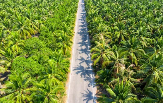 Nagan Raya Partners With Japanese Researchers on Sustainable Oil Palm Management