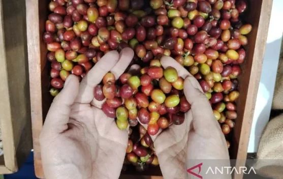 Simalungun Coffee Targets Global Market via KKSU 2026