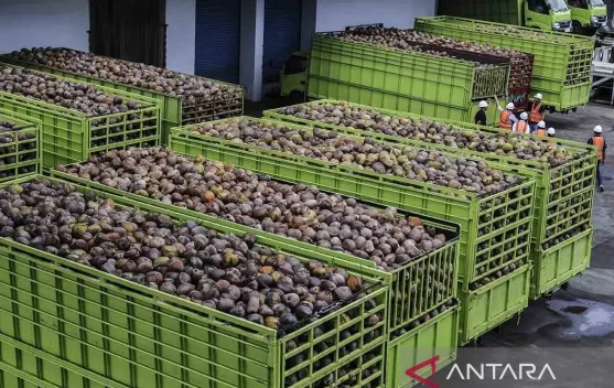 Indonesia Pushes Coconut Downstreaming on Rising Export Demand