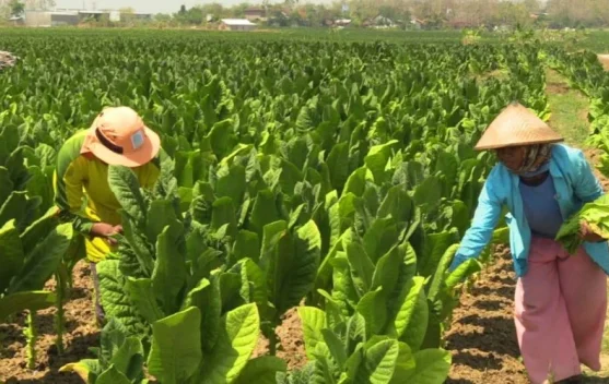 House Calls for Policy Alignment on Tobacco Regulation