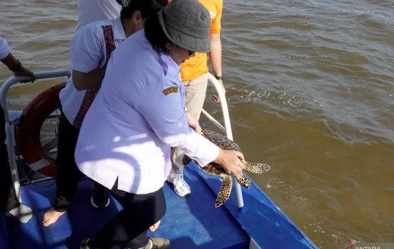 Rescued Hawksbill Turtle in West Kalimantan Released to Protect Marine Ecosystem