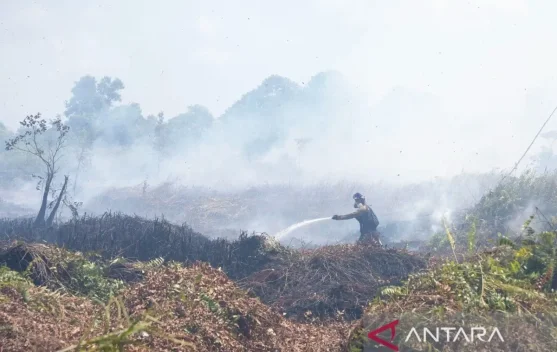 Orangutan Rehabilitation Center Threatened by West Kalimantan Forest Fires