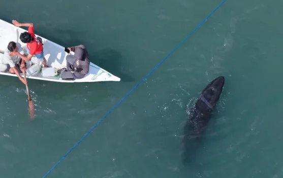 False Killer Whale Rescued After Stranding in West Sulawesi