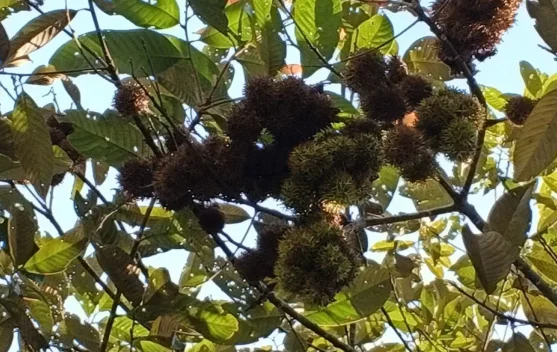 Tua Tunu Botanical Garden-BRIN Research Endangered Wild Rambutan in Bangka