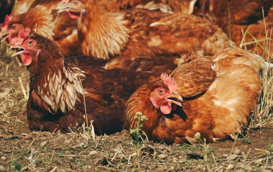 Indonesia Links Cage‑Free Egg Farming to Public Health and Food Safety