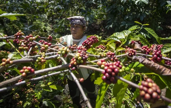Kuningan Coffee Goes Global at World of Coffee Event in Bangkok