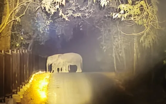 AI Surveillance System Safeguards Elephants in Way Kambas National Park