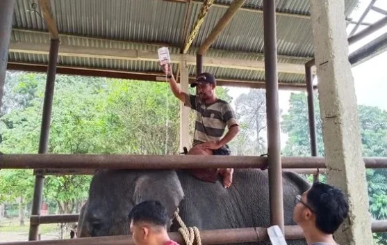 Trained Elephant Diego Dies at 17 in Riau Conservation Center