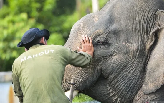 UGM Expert Raises Welfare Concerns Over Chained Sumatran Elephant
