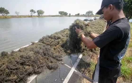 BRIN Maps Seaweed Value Chain to Boost High-Value Processing - RRI.co.id