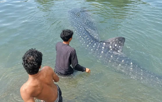 Whale Shark Rescued from Shrimp Pond in Southeast Sulawesi - RRI.co.id