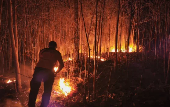 BNPB Puts 61 Aircraft on Standby as Fire-Ravaged Area Reaches 359 ...